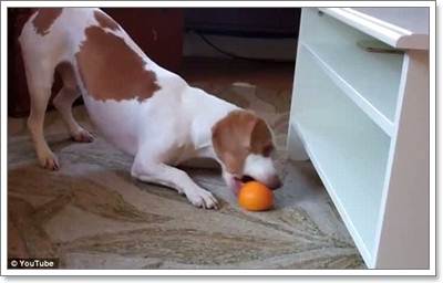 Dogilike.com :: Իѡ!  ʹҪҹ 