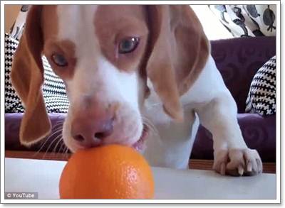 Dogilike.com :: Իѡ!  ʹҪҹ 