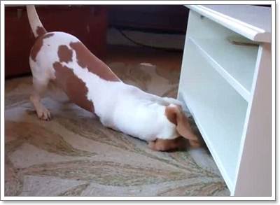 Dogilike.com :: Իѡ!  ʹҪҹ 