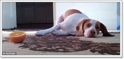 Dogilike.com :: Իѡ!  ʹҪҹ 