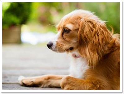 Dogilike.com :: เมื่อต้องทิ้งสุนัขให้อยู่บ้านลำพัง จะต้องเตรียมตัวอย่างไร