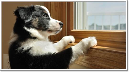 เมื่อต้องทิ้งสุนัขให้อยู่บ้านลำพัง จะต้องเตรียมตัวอย่างไร | Dogilike.com