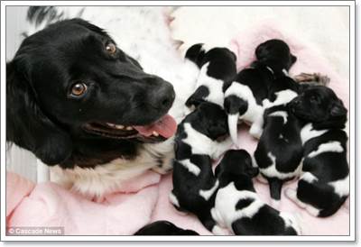 Dogilike.com :: Ңͧ! عѢҡԴѹѺšʹ١ 10 
