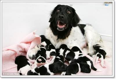 Dogilike.com :: Ңͧ! عѢҡԴѹѺšʹ١ 10 
