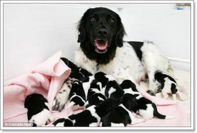Dogilike.com :: Ңͧ! عѢҡԴѹѺšʹ١ 10 