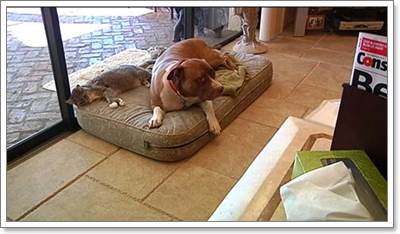 Dogilike.com :: ԵҾ! عѢԷ ªԵ͹ѡж١һ