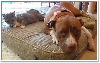 Dogilike.com :: ԵҾ! عѢԷ ªԵ͹ѡж١һ