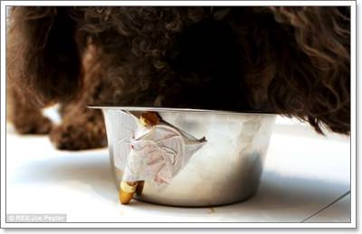 Dogilike.com :: ըѴԷȡûҾҴ͵ٺ Թѵ