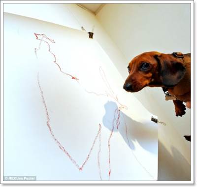 Dogilike.com :: ըѴԷȡûҾҴ͵ٺ Թѵ