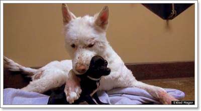 Dogilike.com :: Ե! .ªԵعѢ͹ ѧ١㹡ͧ