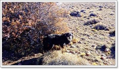Dogilike.com :: ѵ! عѢ͹ȾҢͧҧйҹ 23 ѹ