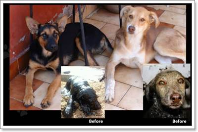 Dogilike.com :: 2 عѢ͹ѹԹ㹪 觪ʹشԴ