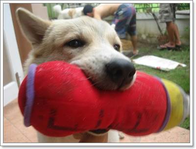 เตรียมตัวให้พร้อมก่อนเลี้ยงน้องหมาไทยบางแก้ว | Dogilike.Com