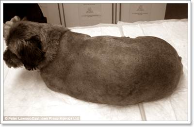 Dogilike.com :: ѧ¡! عѢѧѡҹѺҼ