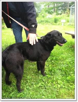 Dogilike.com :: ͤ! عѢ١׹պաѹԧ 100 Ѵ