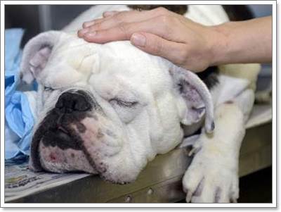 Dogilike.com :: ͺʹ! ǨغШö¹ªԵٺշá