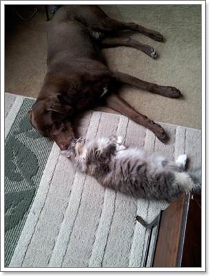 Dogilike.com :: ѡ! عѢ͹ء͹͹ѡҡ