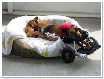 Dogilike.com :: 5 เคล็ดลับจัดที่นอนให้น้องหมาแก่ น้องหมาพิการ