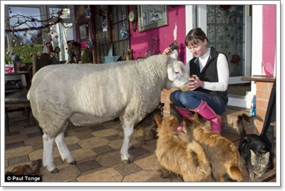 Dogilike.com :: šԧ!  СӾҤԴҵͧعѢ