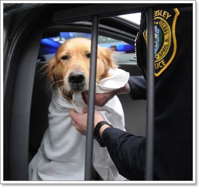 Dogilike.com :: ҷ´! ªªԵͧഹ ù