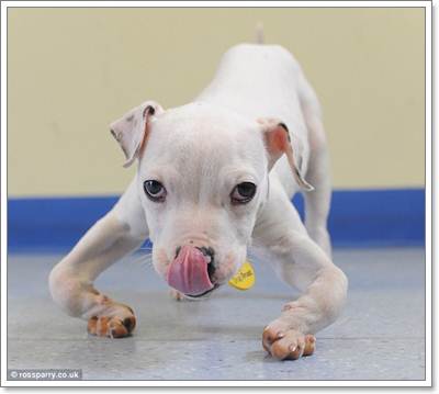 Dogilike.com :: ѵᾷ觷ӡҾӺѴ١عѢҾԡö١!