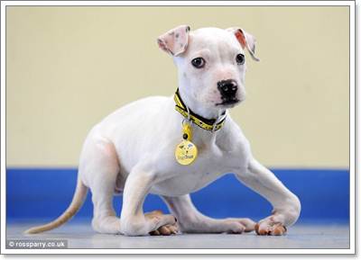 Dogilike.com :: ѵᾷ觷ӡҾӺѴ١عѢҾԡö١!