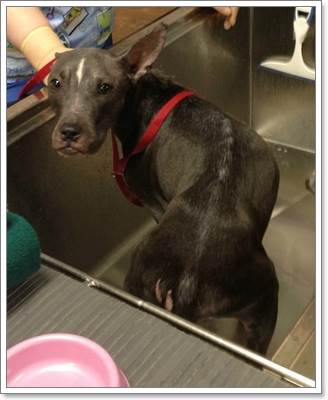 Dogilike.com :: ʹ! .СѹªԵ١عѢèѴҧ