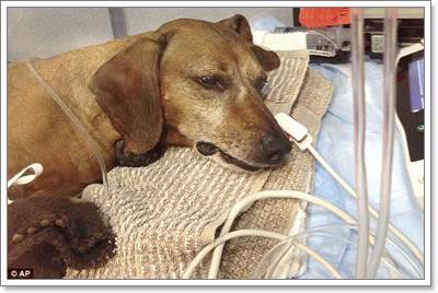 Dogilike.com :: สลด! สุนัขตายหลังกินกับดักลูกชิ้นผสมยาเบื่อหนู