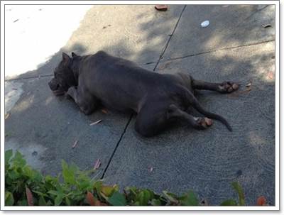 Dogilike.com :: ! ǨªԵعѢѧҢͧҷ¹ҧ