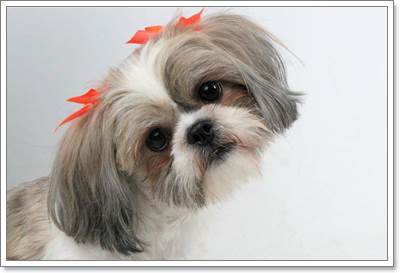Dogilike.com :: 5 ปัญหาสุขภาพที่พบบ่อยในสุนัขสายพันธุ์ชิสุ