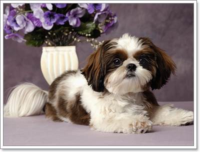 Dogilike.com :: 5 ปัญหาสุขภาพที่พบบ่อยในสุนัขสายพันธุ์ชิสุ