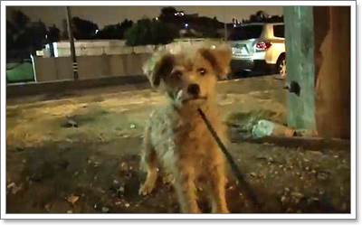 Dogilike.com :: ʹ! ͧժعѢ١ҹصˡѰ