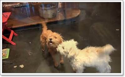 Dogilike.com :: ʹ! ͧժعѢ١ҹصˡѰ