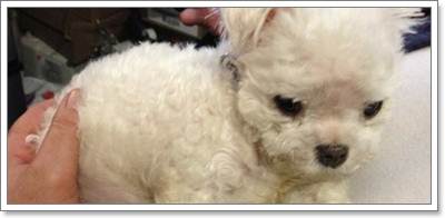 Dogilike.com :: ҹ红Ъ١عѢ١駡͹١ѧź!