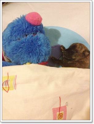 Dogilike.com :: ͤ! ١عѢ 7 Ƕ١駶ѧ໹