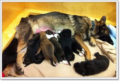Dogilike.com :: ѡ! عѢ١͹Ѻ§١عѢ١ 8 
