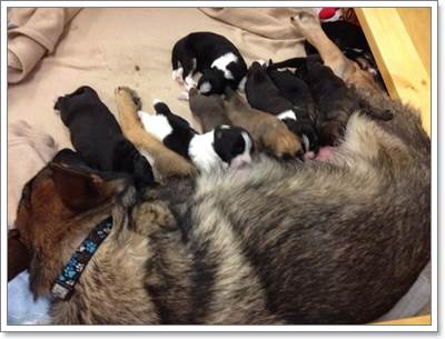 Dogilike.com :: ѡ! عѢ١͹Ѻ§١عѢ١ 8 