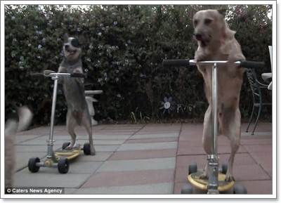 Dogilike.com :: ͹͡! ԻشҹͧҢѺöͧ蹡Ѻ͹