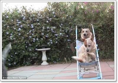 Dogilike.com :: ͹͡! ԻشҹͧҢѺöͧ蹡Ѻ͹