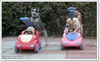 Dogilike.com :: ͹͡! ԻشҹͧҢѺöͧ蹡Ѻ͹