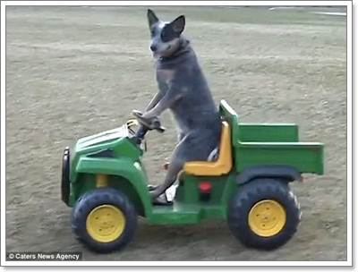 Dogilike.com :: ͹͡! ԻشҹͧҢѺöͧ蹡Ѻ͹