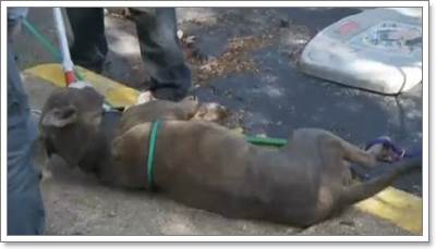 Dogilike.com :: .ªԵعѢԷѧԴк¹ӹҹ 4 ѹ