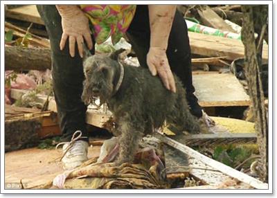Dogilike.com :: ش! ҢͧعѢʹԵҡҹѧⴹⴶ