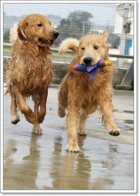 Dogilike.com :: จัดการคราบเหลืองตามตัวน้องหมาให้อยู่หมัด!!  