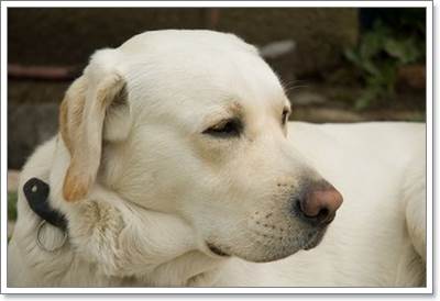 จัดการคราบเหลืองตามตัวน้องหมาให้อยู่หมัด!! | Dogilike.com
