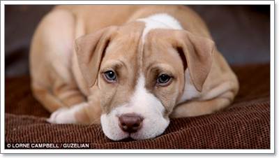 Dogilike.com :: ͧ! ١عѢǵԴ⫿ Ѻԧ觪ªԵ