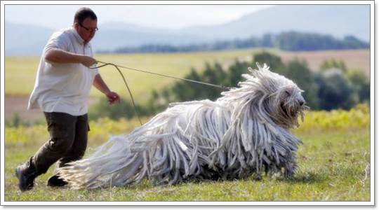 สายพันธุ์น้องหมาที่ดูแลขนยากที่สุดในโลก | Dogilike.Com