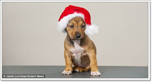 Dogilike.com :: ѡ! ٹѡԧѵҺҹ١عѢ 12 ѹʵ