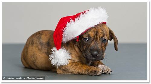 Dogilike.com :: ѡ! ٹѡԧѵҺҹ١عѢ 12 ѹʵ