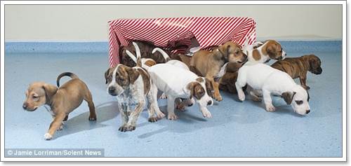 Dogilike.com :: ѡ! ٹѡԧѵҺҹ١عѢ 12 ѹʵ